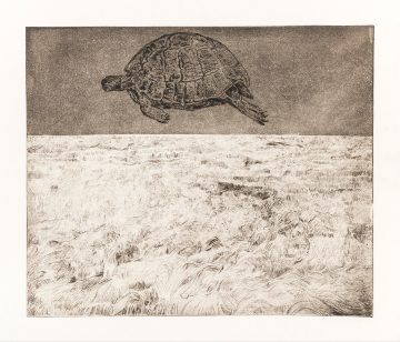 Flying Tortoise