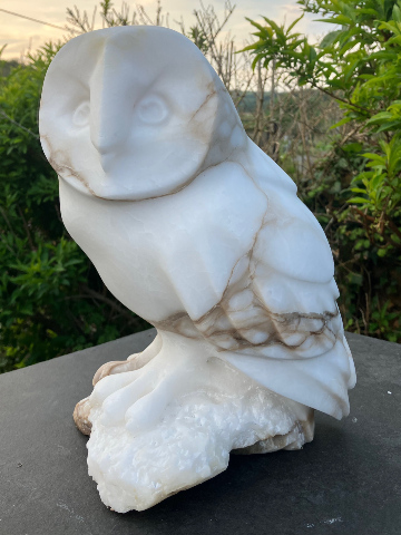 Barn Owl