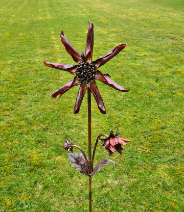 Dahlia Star