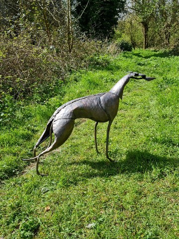 Greyhound