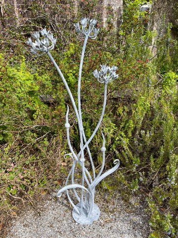 Agapanthus