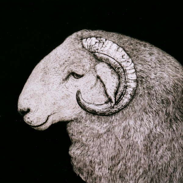 Welsh Ram 