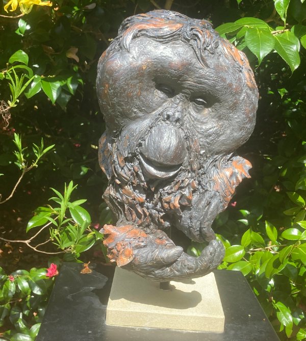 Orangutan