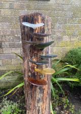 Fungi "Fruits of Life" 