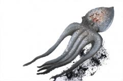 Escape, Curled Octopus, Loch Melfort
