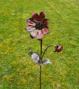 Dahlia Single