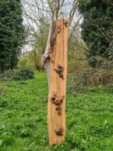 Tree Frogs