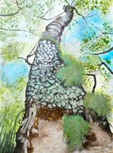 Usnea